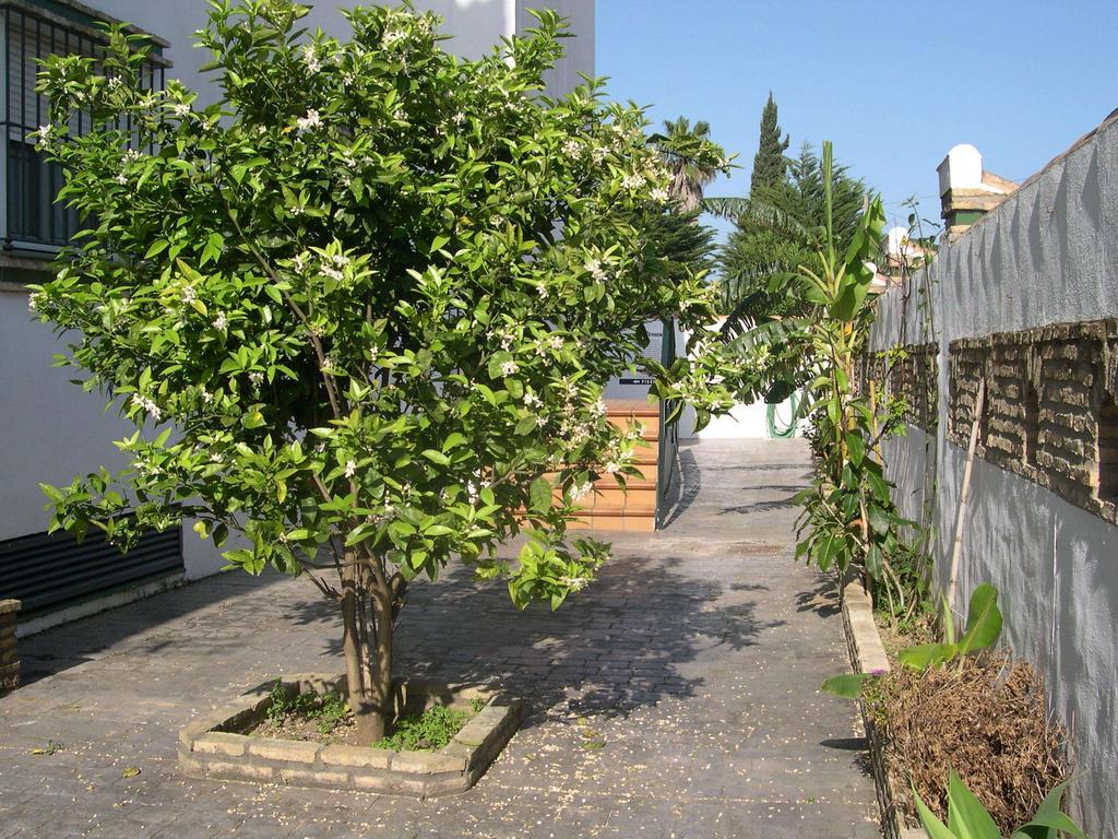 Hotel Cortijo Los Gallos 치클라나 데 라 프론테라 외부 사진